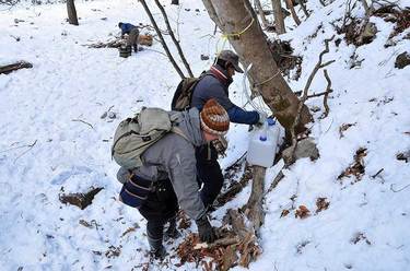 退職して秩父で樹液を採取「地元に戻る考えはなかったんですが…」