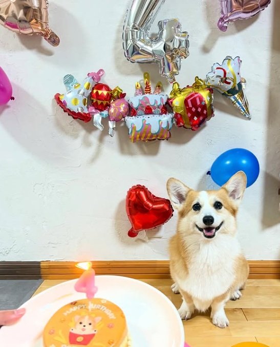 とっても賢いポテト。家でも常に息子さんファーストなのだそう