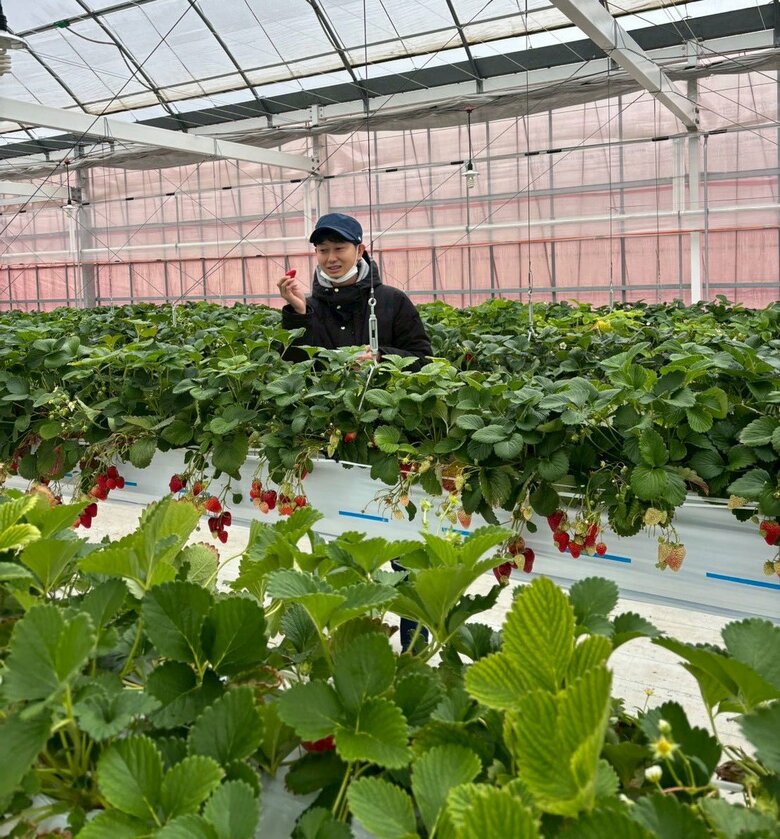 依頼を受けてイチゴ狩りに同行するレンタルさん