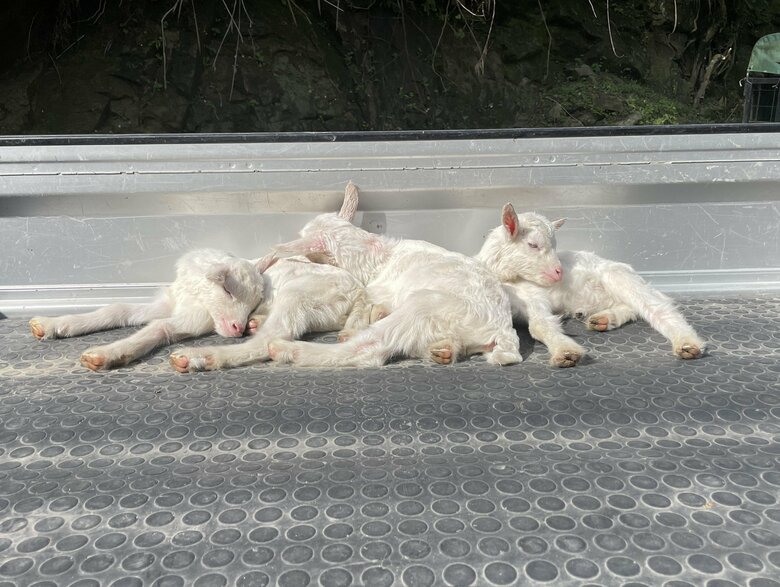 むつざわヤギ牧場のヤギたち