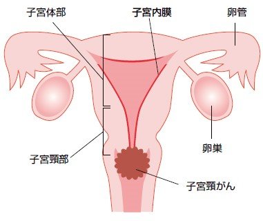 引用：産婦人科学会