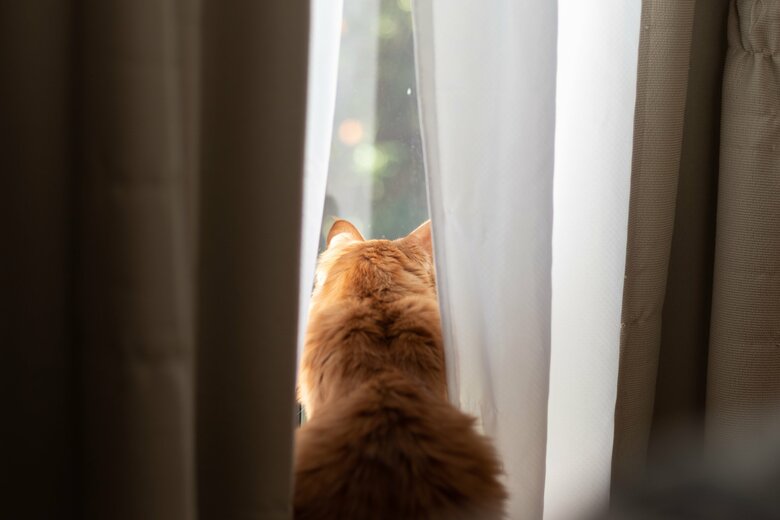 家の中から外の様子を眺める猫