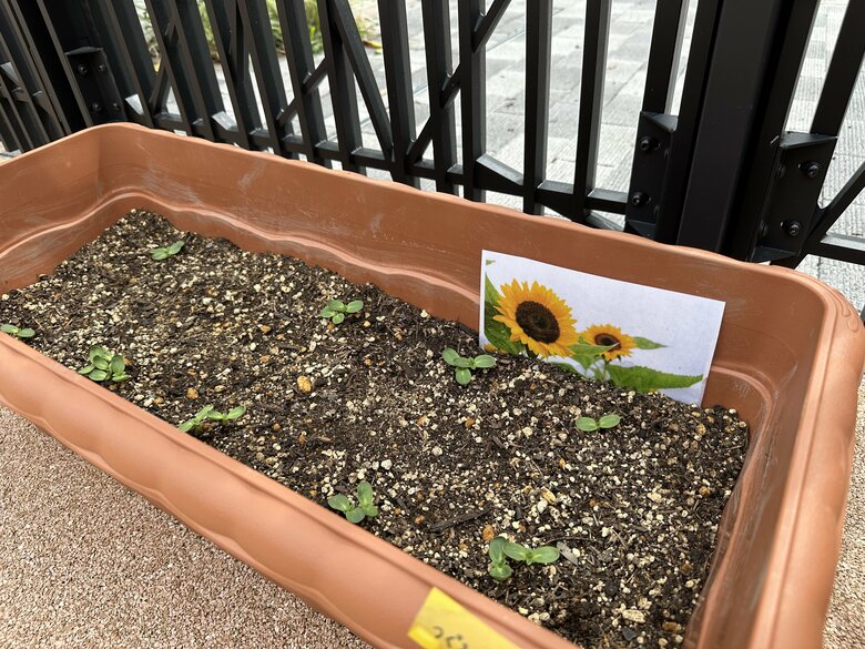 小さな芽が顔を出した、ひまわりの種を植えたプランター