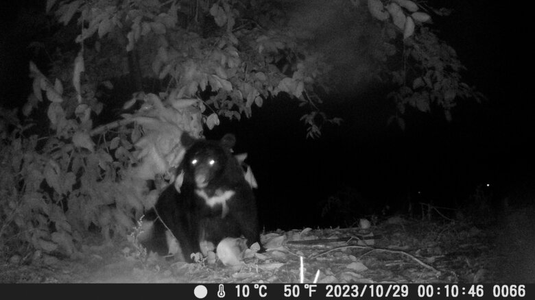 2023年、センサーカメラでとらえたクマの姿。毎日のようにカキの実を食べに来ていた
