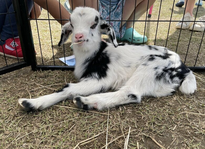 むつざわヤギ牧場のヤギ