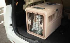 「旅行で不在の間、犬の様子見て」ご近所の頼みを断る人は冷たい？