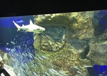 リニューアルした「サンシャイン水族館」にいってみた