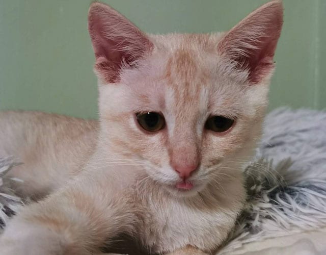 少しずつ回復していったホープくん