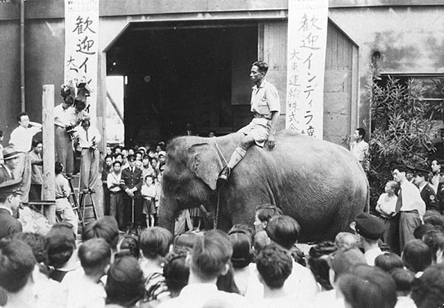 1949年にインドのネール首相から贈られ人気となったアジアゾウのインディラ