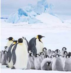 『皇帝ペンギン ただいま』動物も子育ては大変だ！