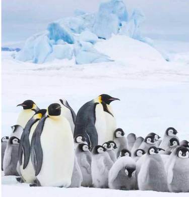 『皇帝ペンギン ただいま』動物も子育ては大変だ！
