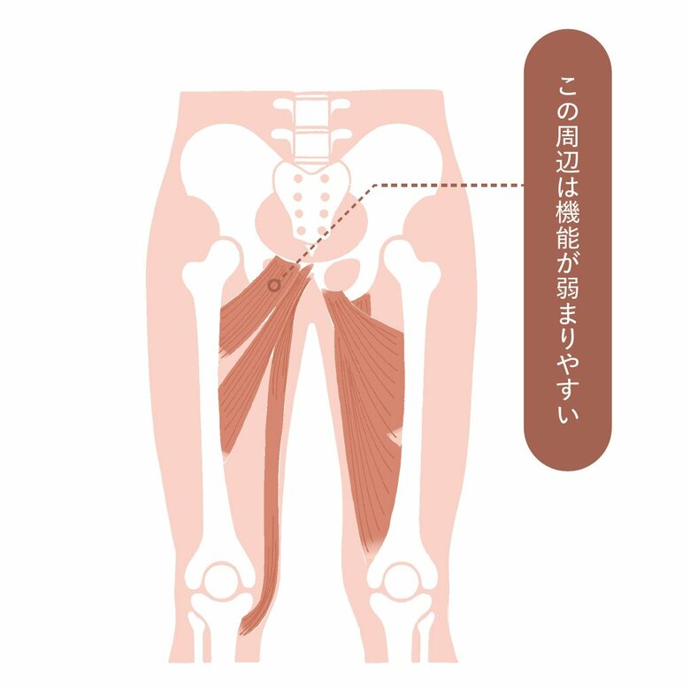 恥骨筋は、股関節の付け根にあるため、座りっぱなしなど姿勢の影響も受けやすい。猫背など悪い姿勢でいると、周辺の筋肉が硬くなり、骨盤がずれ、姿勢が悪くなり、腹部にぜい肉がつきやすくなる
