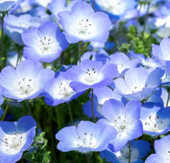 GWは国営公園がアツい！？国営ひたち海浜公園はネモフィラ開花で一面が青い絨毯に！