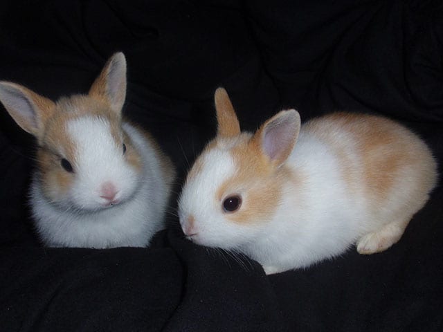 三上先生が飼っているシロちゃんとクロちゃん