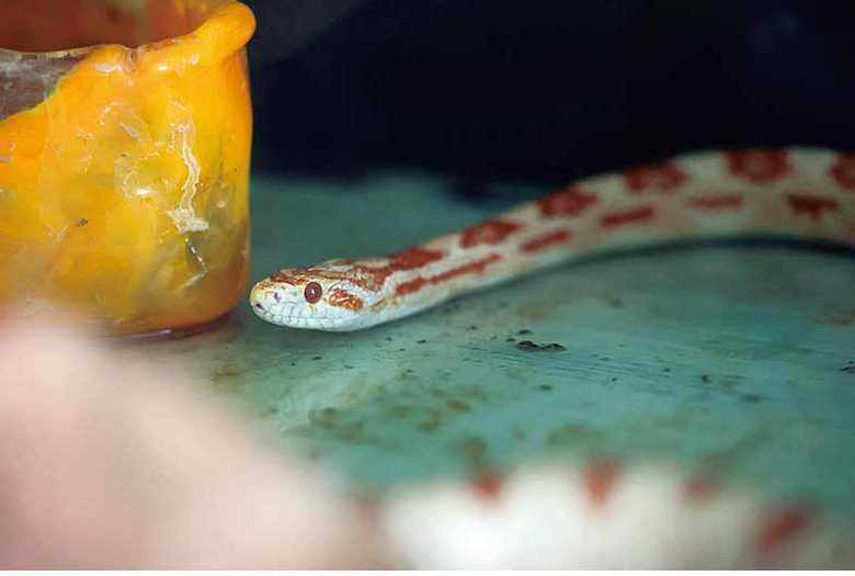 数センチの頃から17年、ヘビのさゆりちゃんは大事な同居人