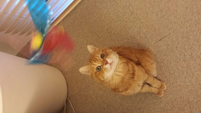 吉川さん愛猫のゲンちゃん