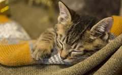 保護猫カフェにねこ浴!?あなたもできる“猫助け”！