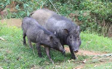 「年120万頭の獣を駆除」は正解か・ジビエを普及させたい猟師の想い