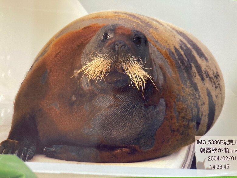 会では河川に現れたタマちゃんをさまざまに撮影してきた