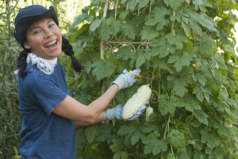白ゴーヤを収穫する林マヤさん