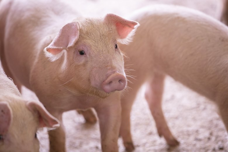 豚の表情がいいと評判に！