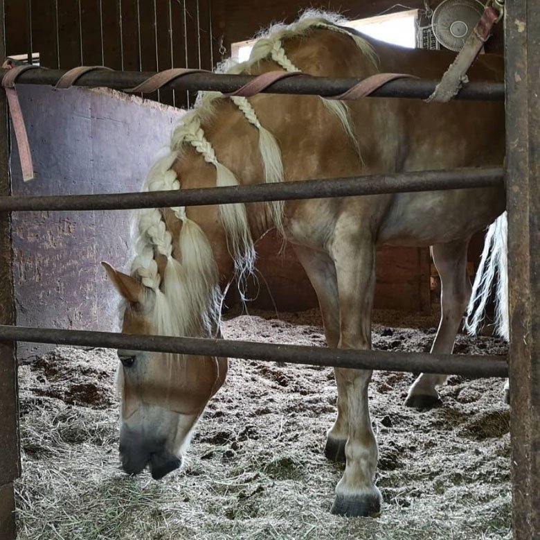 馬小屋のお掃除も日課です