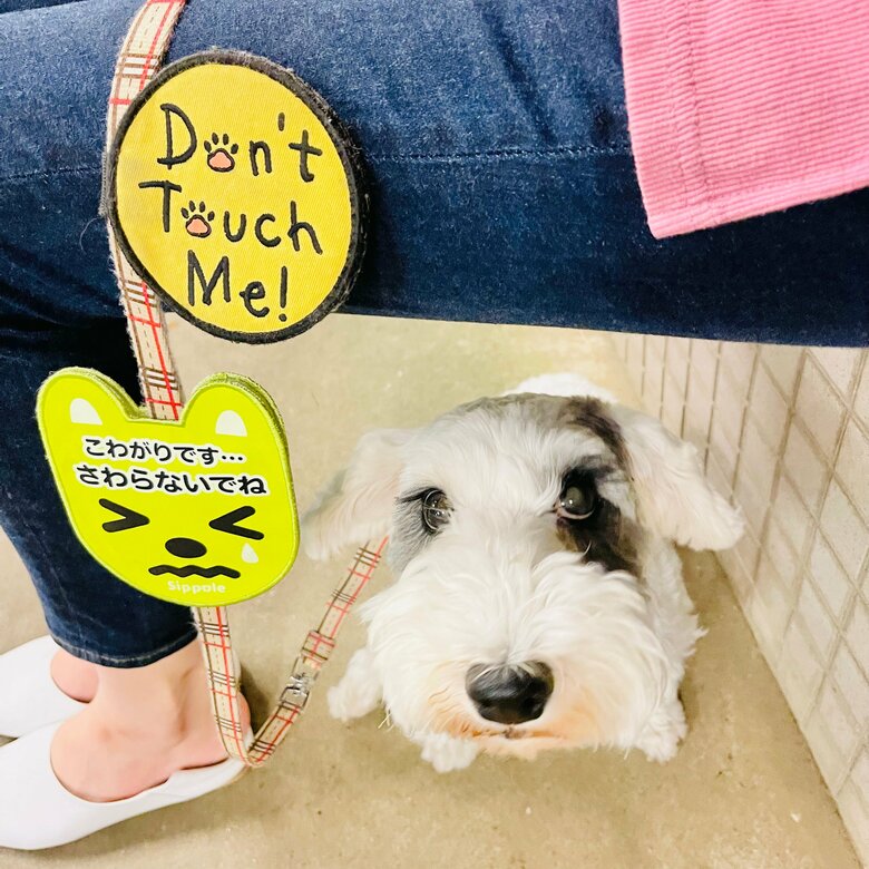 お散歩中に「こわがりです　さわらないでね」と書かれたタグをつけている有村実樹さんの愛犬イリス