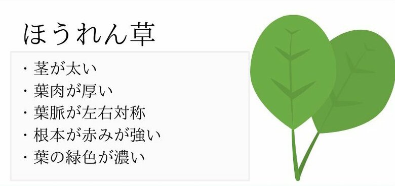 おいしいほうれん草の見分け方