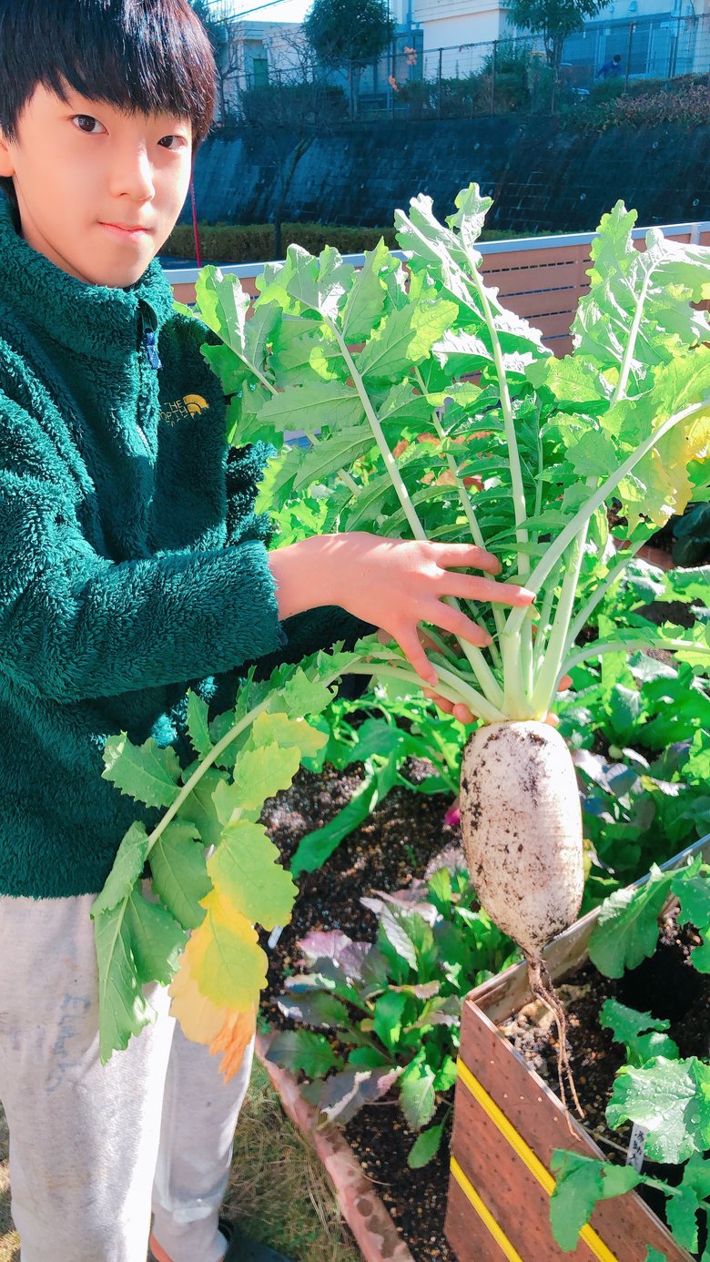 13歳9ヵ月。源助大根収穫