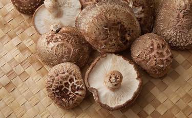 椎茸は1度で75本も収穫できる!?自宅の“栽培キット”が大人気