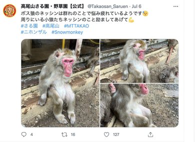 ボス猿の苦悩…？」7頭の赤ちゃん猿が誕生も高尾山さる園で何が「園長に