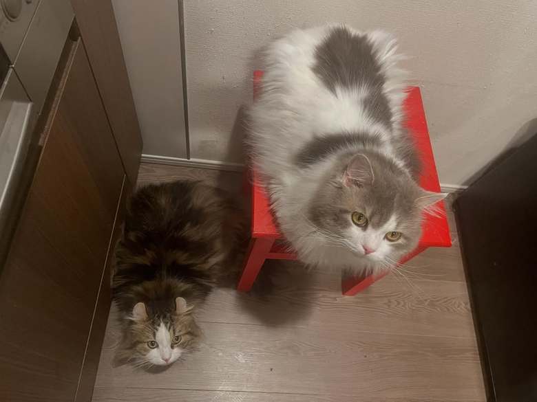 愛猫のむぎちゃん（右）、こてつちゃん（左）