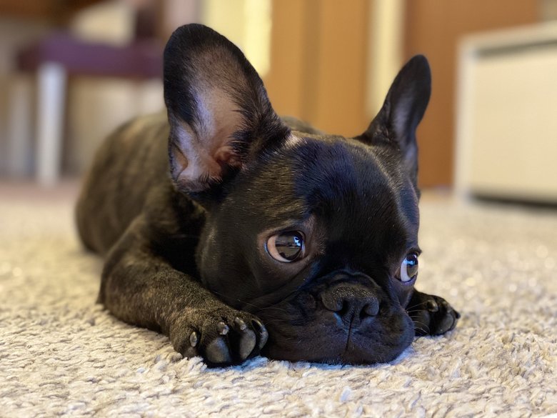 2020年4月、不妊治療をお休みしている期間に迎え入れた愛犬・リオンちゃん