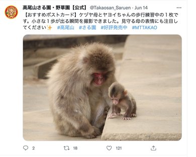 ボス猿の苦悩…？」7頭の赤ちゃん猿が誕生も高尾山さる園で何が「園長に
