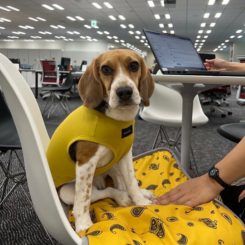 飼い主と一緒にいられて犬もリラックスした表情