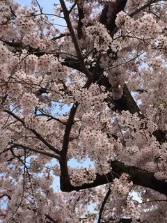 みんなが知りたいＰＴＡ！どれくらい大変？何するの？