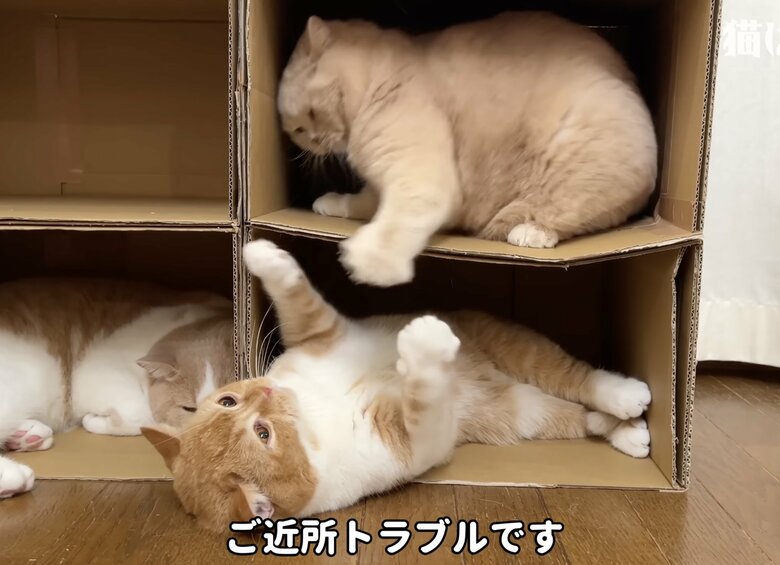 しかし、ご近所トラブル勃発！猫パーンチ！！