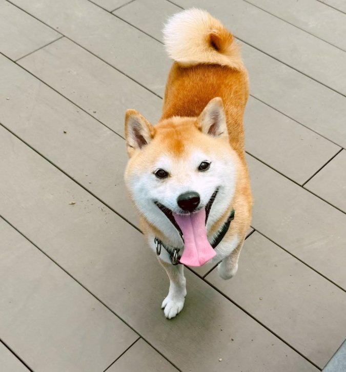 愛犬の柴犬・だいずくん。柴犬専門のブリーダーさんを通して出会ったそう