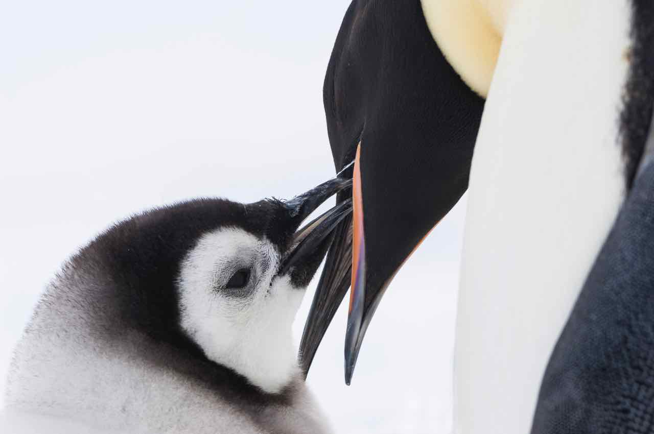 映画『皇帝ペンギン ただいま』場面カット2