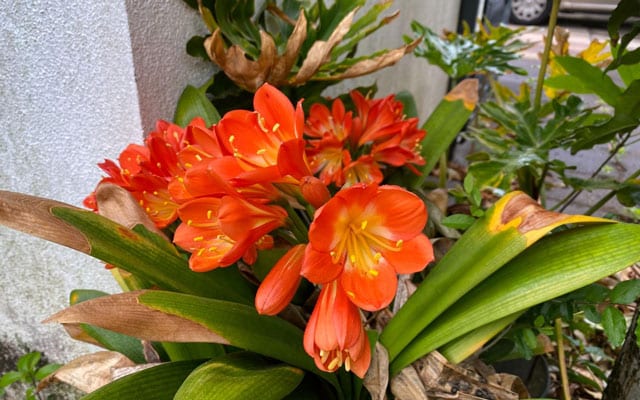 母親が育てていた君子蘭が無人の家に咲いていた