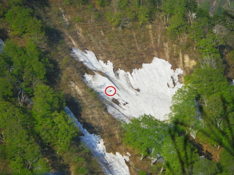 遠方から見たクマ（赤丸部分）