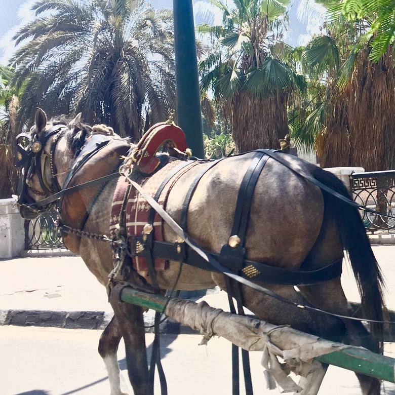 駐在先のエジプトの郊外では今でも馬が荷物を運ぶのに活躍している
