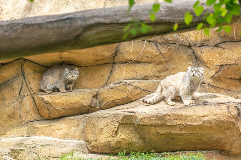 遠くからじっと見つめるマヌルネコ