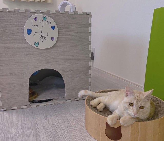 ホープ（首里虎）くんの家もできた。
