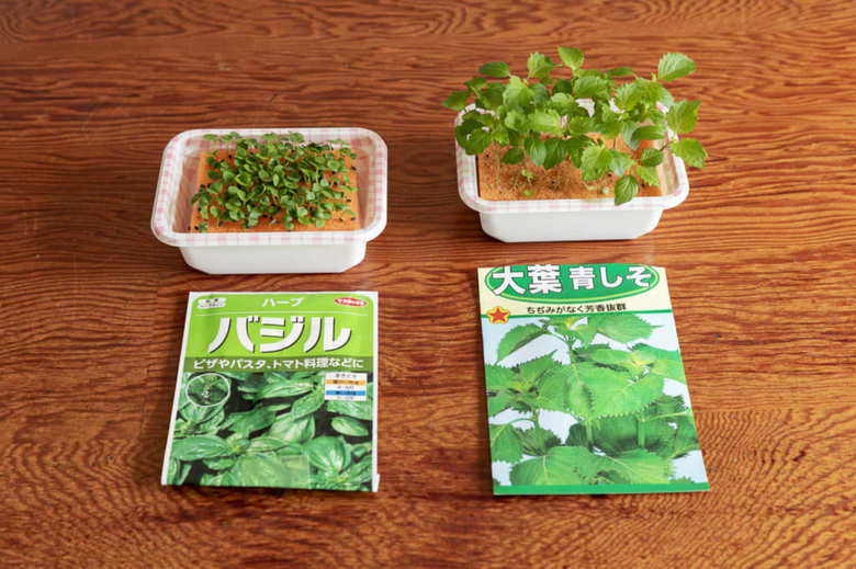 バジルと青じその水耕栽培