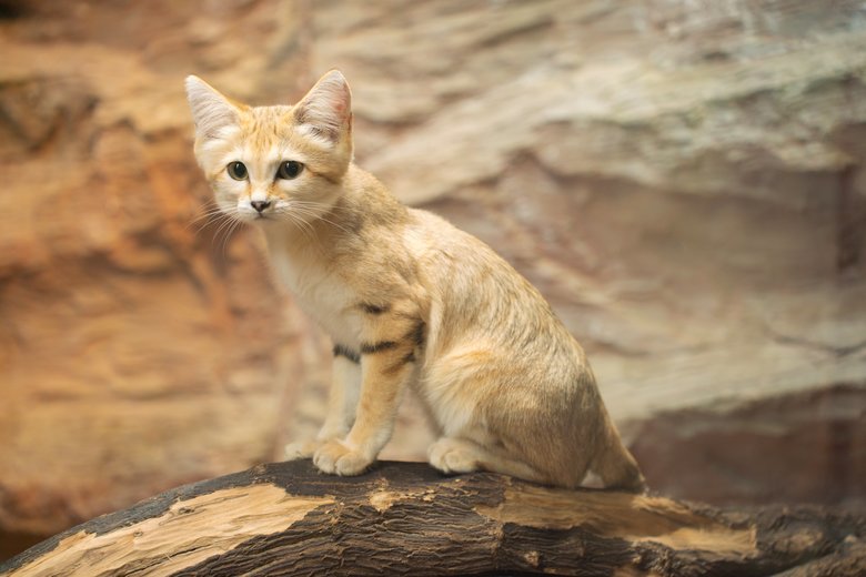 「スナネコのうた」にも登場するオスのショジャー（アラビア語で「勇敢」）