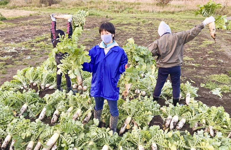 大根の収穫作業をする千堂さん