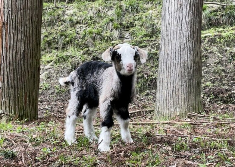 むつざわヤギ牧場のヤギ