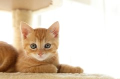 「依頼は猫が9割」迷子を探すペット探偵の女性（27）「就職の決め手は情熱大陸だった」