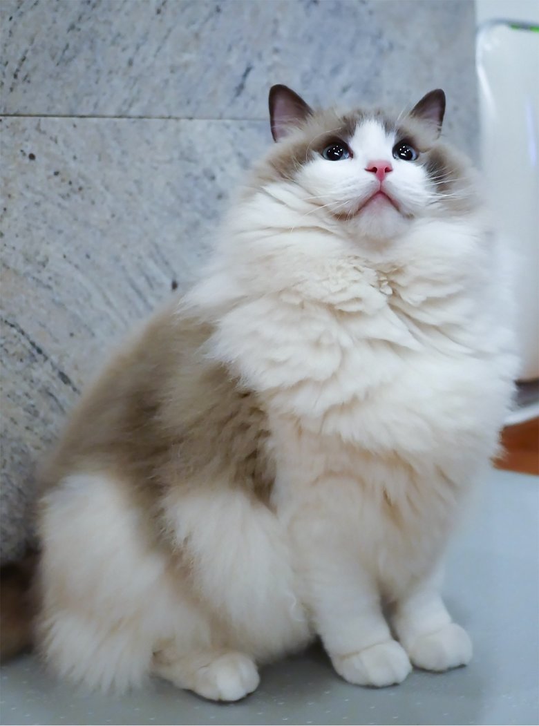 あんびる先生の愛猫のエルちゃん